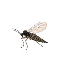 Attēlu rezultāti vaicājumam “Sciaridae”