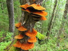 Attēlu rezultāti vaicājumam “Inonotus rheades”