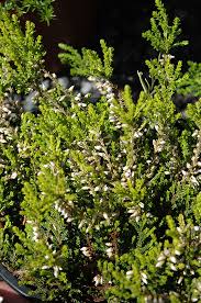 Attēlu rezultāti vaicājumam “Calluna vulgaris leaf”