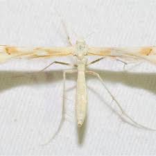 Attēlu rezultāti vaicājumam “Gillmeria pallidactyla”