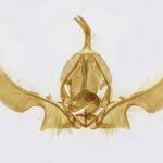 Attēlu rezultāti vaicājumam “Ancylis laetana”