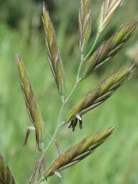 Attēlu rezultāti vaicājumam “Festuca rubra subsp. rubra”