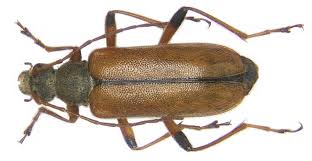 Attēlu rezultāti vaicājumam “Cortodera femorata”