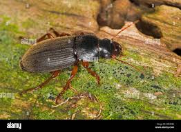 Attēlu rezultāti vaicājumam “Pseudoophonus rufipes”