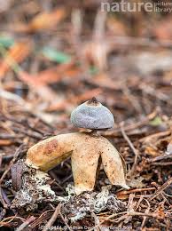 Attēlu rezultāti vaicājumam “Geastrum”