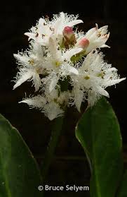Attēlu rezultāti vaicājumam “Menyanthes trifoliata bud”