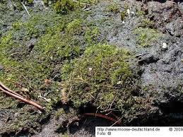 Attēlu rezultāti vaicājumam “Dicranella cerviculata”