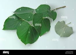 Attēlu rezultāti vaicājumam “Tilia tomentosa leaf”