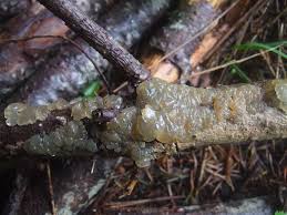 Attēlu rezultāti vaicājumam “Myxarium nucleatum”