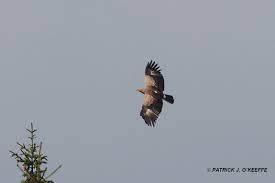 Attēlu rezultāti vaicājumam “Aquila pomarina”