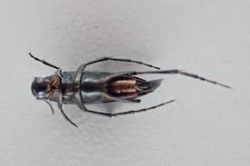 Attēlu rezultāti vaicājumam “Mordellidae”