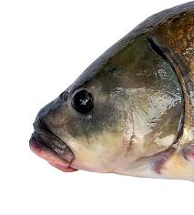 Image result for Ictiobus niger