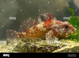 Image result for Myoxocephalus scorpius
