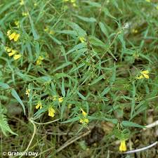 Attēlu rezultāti vaicājumam “Melampyrum sylvaticum”