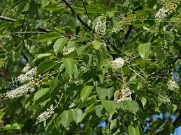 Attēlu rezultāti vaicājumam “Prunus serotina flower”