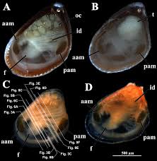 Attēlu rezultāti vaicājumam “Physarum bivalve sessile”