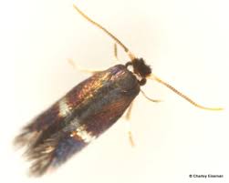 Attēlu rezultāti vaicājumam “Depressaria depressana”