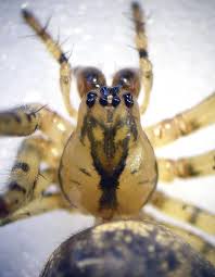 Attēlu rezultāti vaicājumam “Metellina merianae”