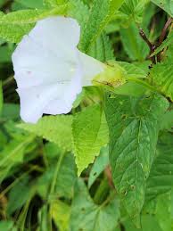 Attēlu rezultāti vaicājumam “Calystegia sepium fruit”