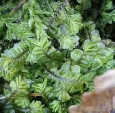 Attēlu rezultāti vaicājumam “Plagiochila asplenioides”