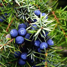 Attēlu rezultāti vaicājumam “Juniperus communis fruit”