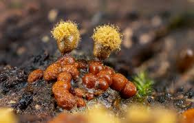 Attēlu rezultāti vaicājumam “Trichia scabra spores”