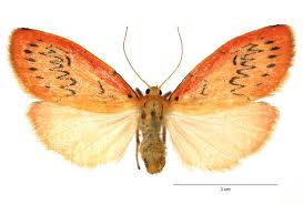 Attēlu rezultāti vaicājumam “Miltochrista miniata”