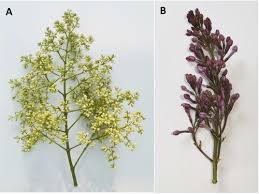 Attēlu rezultāti vaicājumam “Syringa reticulata subsp. amurensis”