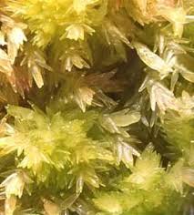 Attēlu rezultāti vaicājumam “Sphagnum contortum”