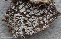 Attēlu rezultāti vaicājumam “Physarum cf. diderma sessile”