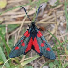 Attēlu rezultāti vaicājumam “Zygaenidae”