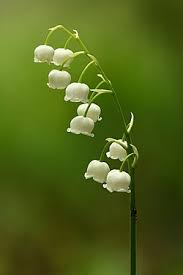 Attēlu rezultāti vaicājumam “Convallaria majalis leaf”