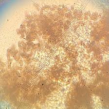 Attēlu rezultāti vaicājumam “Physarum braunianum young”