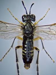 Attēlu rezultāti vaicājumam “Tenthredo scrophulariae exuvia”