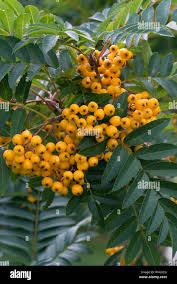 Attēlu rezultāti vaicājumam “Sorbus aucuparia fruit”