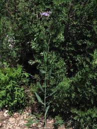 Attēlu rezultāti vaicājumam “Lactuca tatarica”