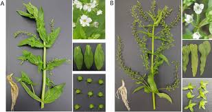 Attēlu rezultāti vaicājumam “Veronica anagallis-aquatica leaf”