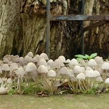 Attēlu rezultāti vaicājumam “Psathyrella pygmaea”