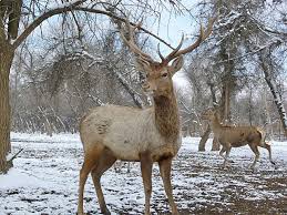 Attēlu rezultāti vaicājumam “Cervus elaphus”