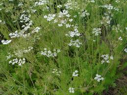 Attēlu rezultāti vaicājumam “Carum carvi”