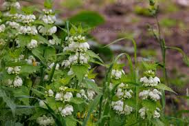 Attēlu rezultāti vaicājumam “Urtica dioica flower”