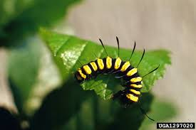 Attēlu rezultāti vaicājumam “Acronicta alni”