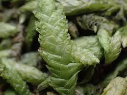 Attēlu rezultāti vaicājumam “Plagiothecium undulatum”