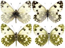 Attēlu rezultāti vaicājumam “Pontia edusa”