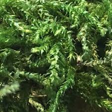 Attēlu rezultāti vaicājumam “Eurhynchium striatum”