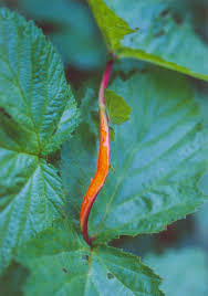 Attēlu rezultāti vaicājumam “Triphragmium ulmariae”