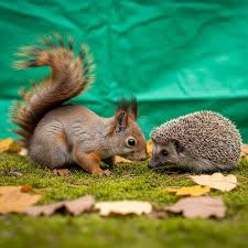 Attēlu rezultāti vaicājumam “Erinaceus sp.”