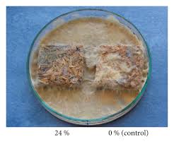 Attēlu rezultāti vaicājumam “Coniophora puteana”