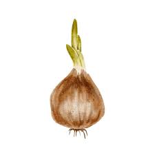Attēlu rezultāti vaicājumam “Allium cepa bud”