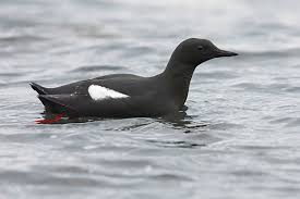 Attēlu rezultāti vaicājumam “Larus marinus adult”